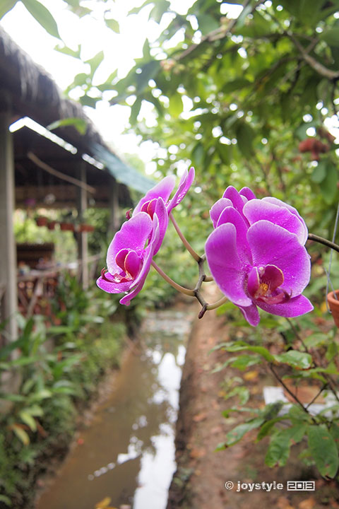湄公河特产食物
